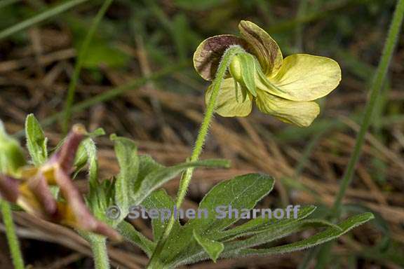 viola lobata ssp lobata 10 graphic